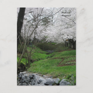 Springtime in Bethesda, Maryland Postcard