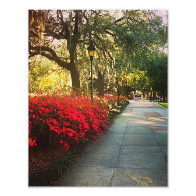 Springtime In Savannah Photo Print (Front)