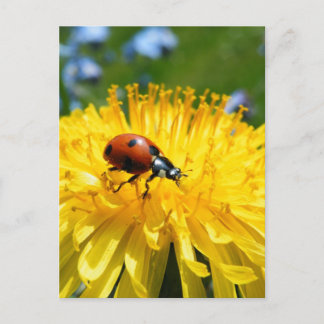 Springtime Ladybird on Dandelion Postcard