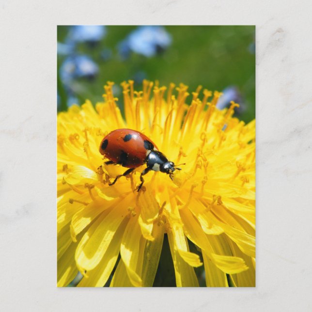 Springtime Ladybird on Dandelion Postcard (Front)