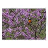Springtime, Oriole In Redbud Tree (Front Horizontal)