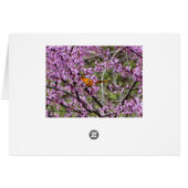Springtime, Oriole In Redbud Tree Cards (Back Horizontal)
