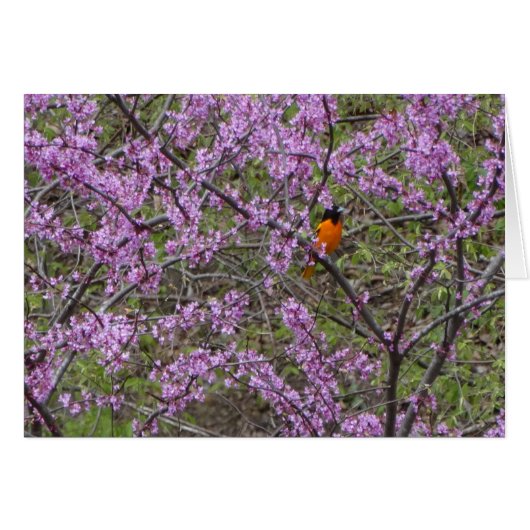 Springtime, Oriole In Redbud Tree Cards (Front Horizontal)