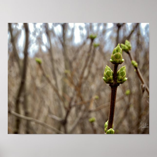 Springtime [Print] Poster (Front)