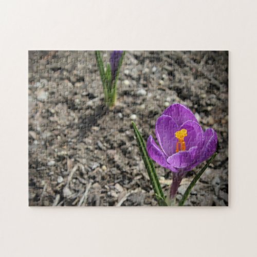 Springtime Purple and Yellow Crocus Flower Photo Jigsaw Puzzle