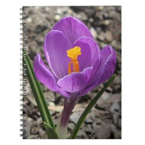 Springtime Purple and Yellow Crocus Flower Photo Notebook