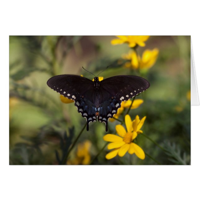 Springtime Swallowtail Butterfly Cards (Front Horizontal)