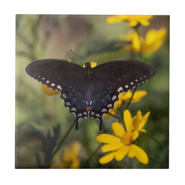Springtime Swallowtail Ceramic Tile (Front)