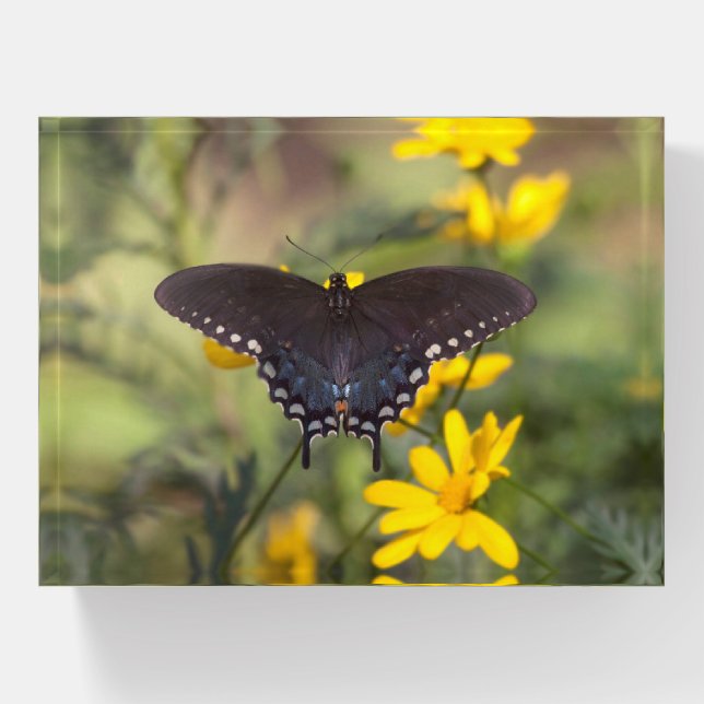 Springtime Swallowtail Paperweight (Front)