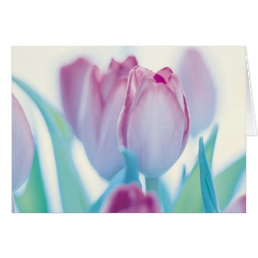 Springtime Tulips Cards (Front Horizontal)