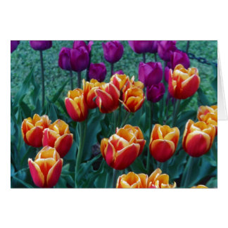 Springtime Tulips Cards