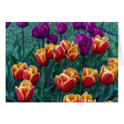 Springtime Tulips Cards (Front Horizontal)