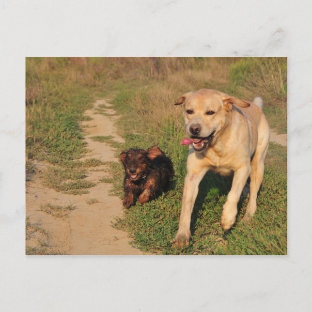 Sprint Fun Labrador and Dachhund Postcard (Front)