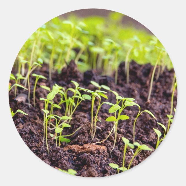 Sprouting grass classic round sticker (Front)