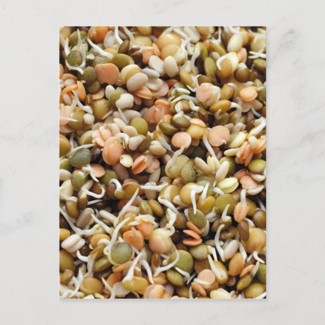 Sprouting Lentils Mix Postcard (Front)
