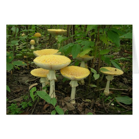 Sprouting Mushrooms Cards (Front Horizontal)