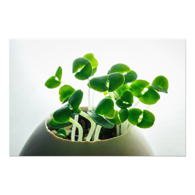 Sprouting Photo Print (Front)