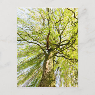 Sprouting willow tree in spring season postcard