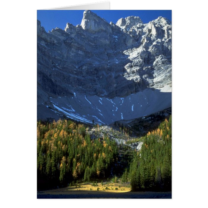 Spruce and tamarack forest below Tombstone Mountai Greeting Cards