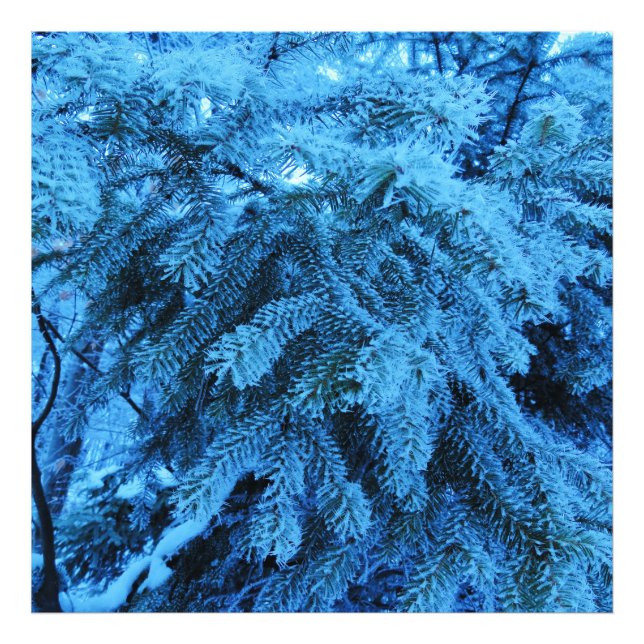 Spruce branches covered with snow & frost crystals photo print (Front)