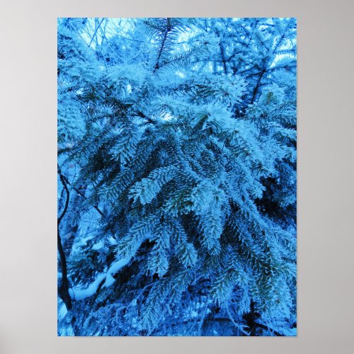 Spruce branches covered with snow  frost crystals poster