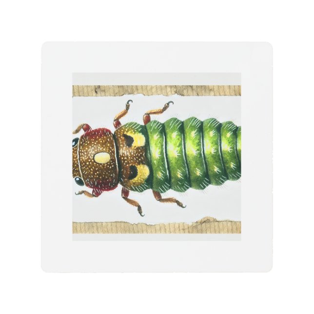 Spruce Budworm 080824IREF230 - Watercolor Metal Print (Front)
