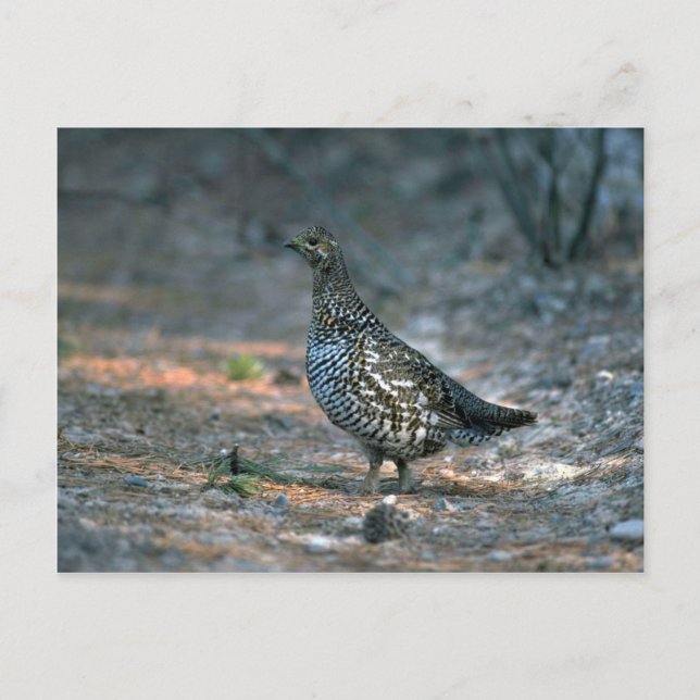 Spruce grouse, hen postcard (Front)