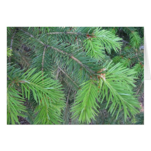 Spruce in spring cards (Front Horizontal)