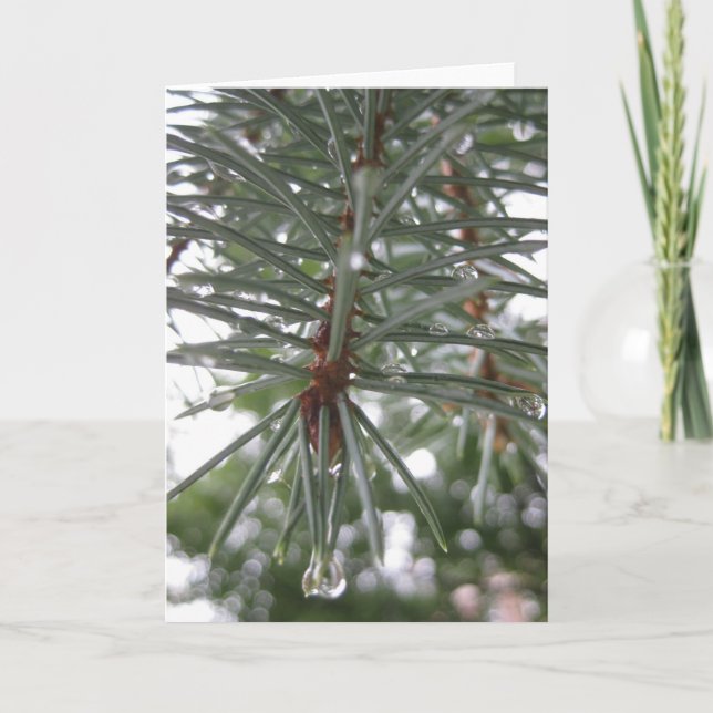 Spruce with water droplets holiday card (Front)