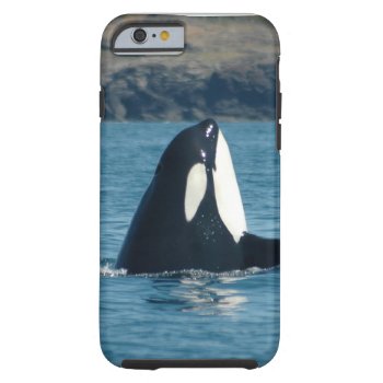 Spyhopping Orca Iphone 6 Case by OrcaWatcher at Zazzle