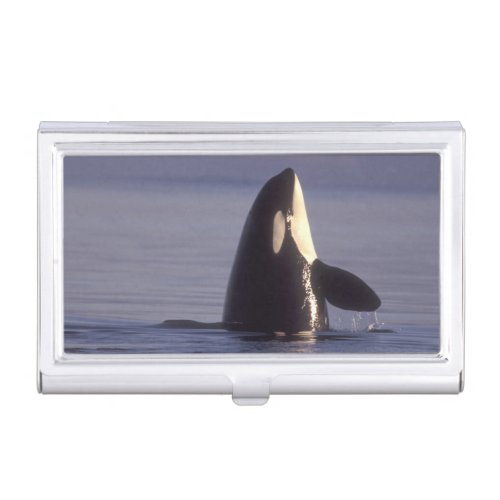 Spyhopping Orca Killer Whale Orca orcinus near Business Card Case