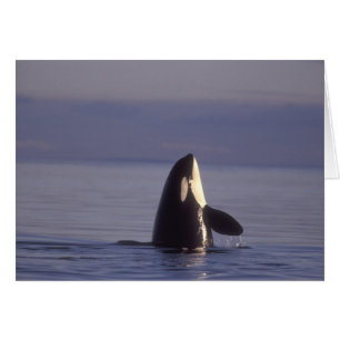 Spyhopping Orca Killer Whale (Orca orcinus) near Cards
