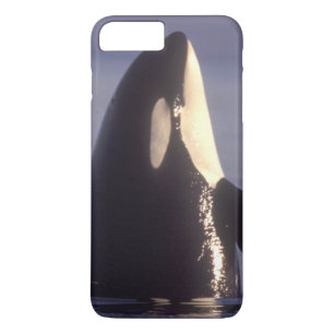 Spyhopping Orca Killer Whale (Orca orcinus) near iPhone 8 Plus/7 Plus Case