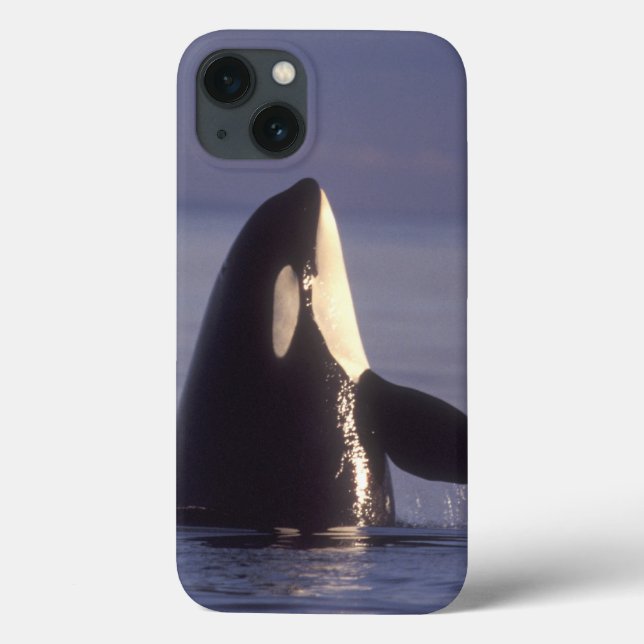 Spyhopping Orca Killer Whale (Orca orcinus) near Case-Mate iPhone Case (Back)