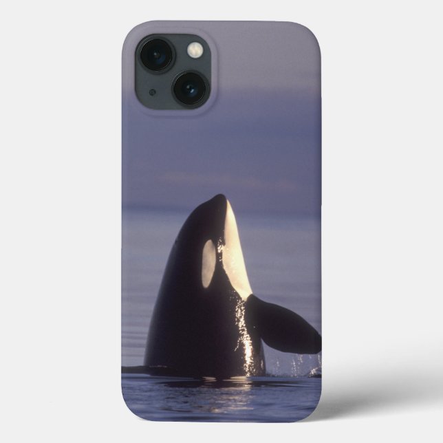 Spyhopping Orca Killer Whale (Orca orcinus) near Case-Mate iPhone Case (Back)