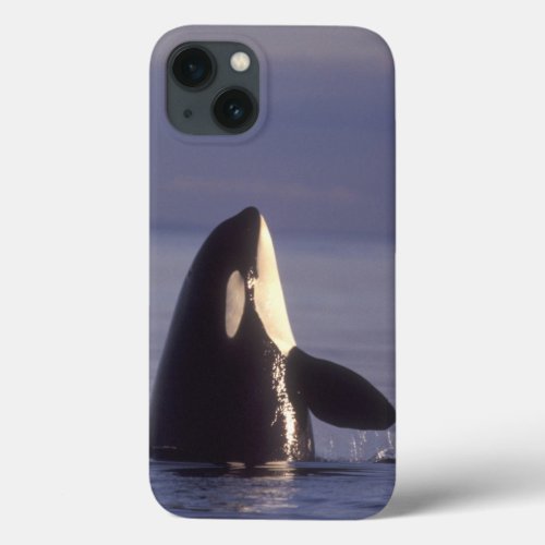 Spyhopping Orca Killer Whale Orca orcinus near iPhone 13 Case