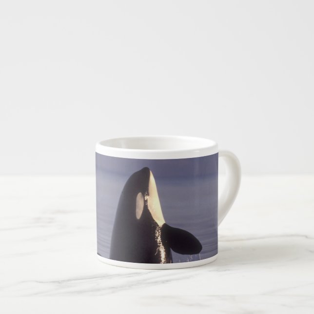 Spyhopping Orca Killer Whale (Orca orcinus) near Espresso Cup (Front Right)