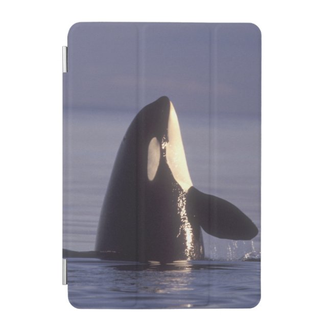 Spyhopping Orca Killer Whale (Orca orcinus) near iPad Mini Cover (Front)