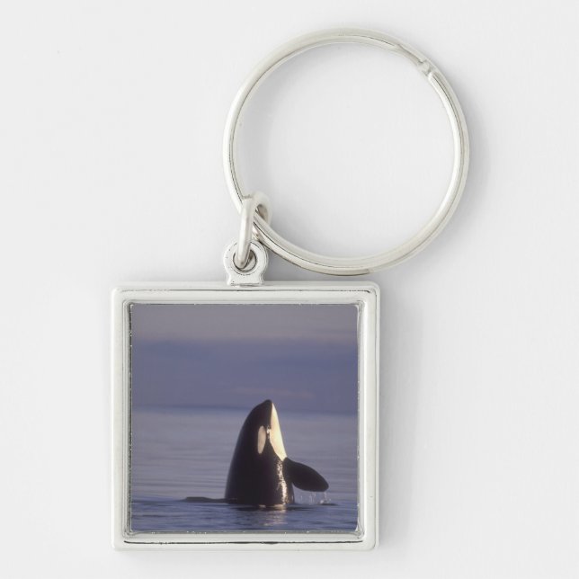Spyhopping Orca Killer Whale (Orca orcinus) near Keychain (Front)