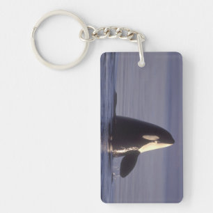 Spyhopping Orca Killer Whale (Orca orcinus) near Keychain