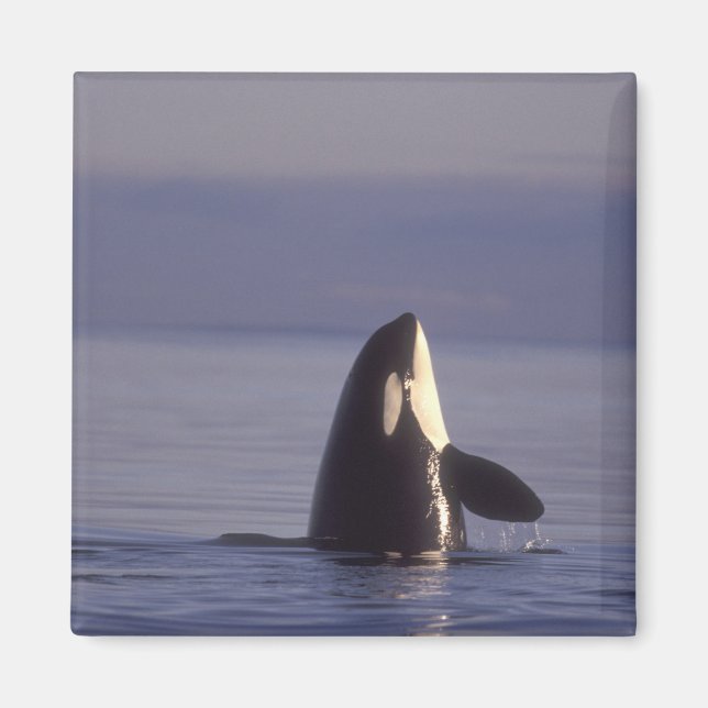 Spyhopping Orca Killer Whale (Orca orcinus) near Magnet (Front)