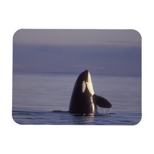 Spyhopping Orca Killer Whale Orca orcinus near Magnet