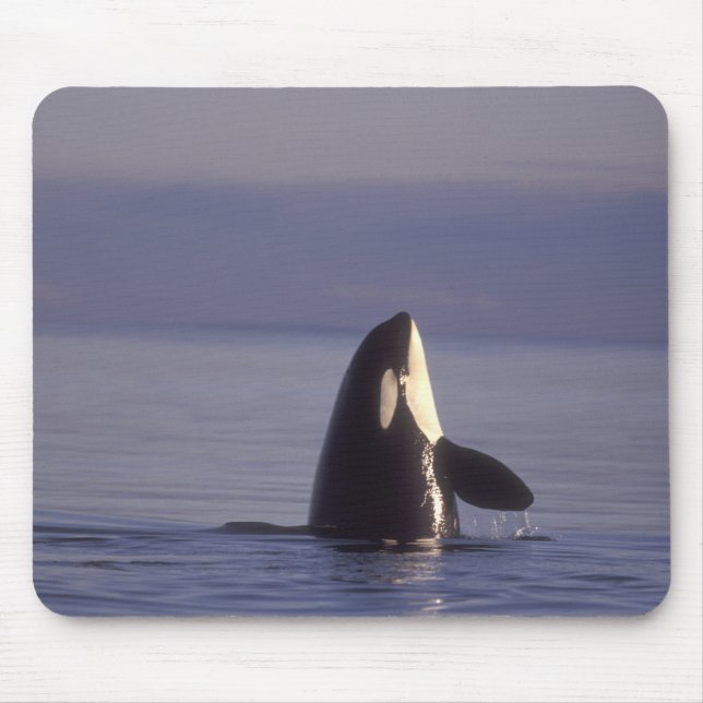 Spyhopping Orca Killer Whale (Orca orcinus) near Mouse Pad (Front)