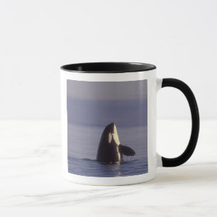 Spyhopping Orca Killer Whale (Orca orcinus) near Mug