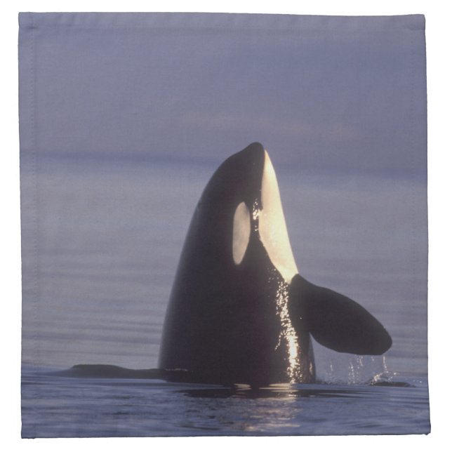Spyhopping Orca Killer Whale (Orca orcinus) near Napkin (Front)