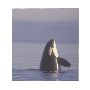 Spyhopping Orca Killer Whale (Orca orcinus) near Notepad