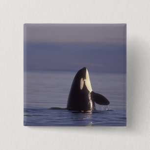 Spyhopping Orca Killer Whale (Orca orcinus) near Pinback Button