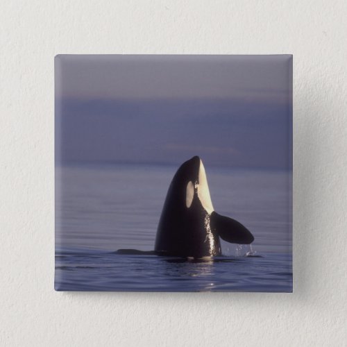 Spyhopping Orca Killer Whale Orca orcinus near Pinback Button