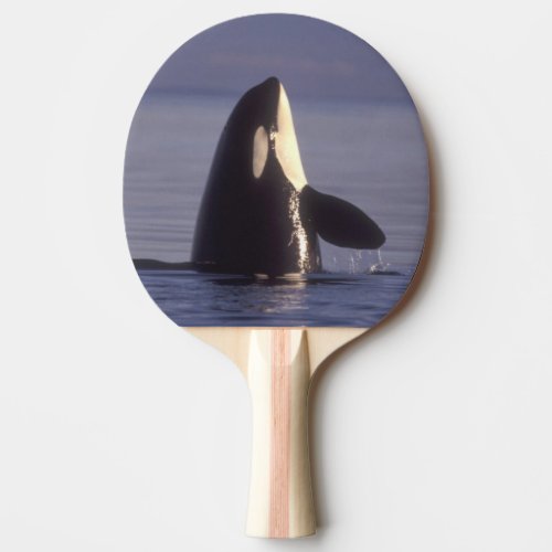 Spyhopping Orca Killer Whale Orca orcinus near Ping_Pong Paddle