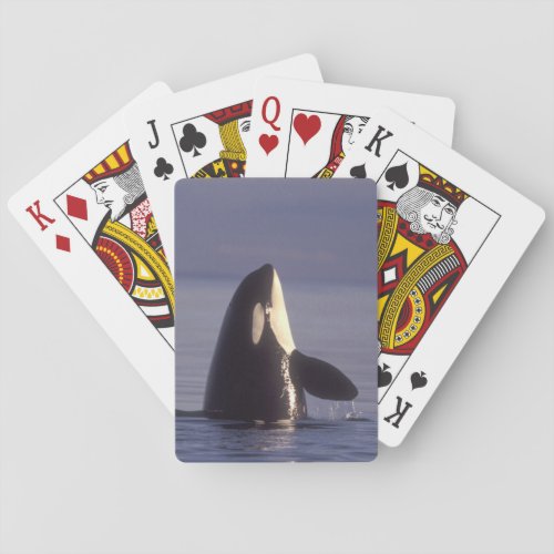 Spyhopping Orca Killer Whale Orca orcinus near Playing Cards